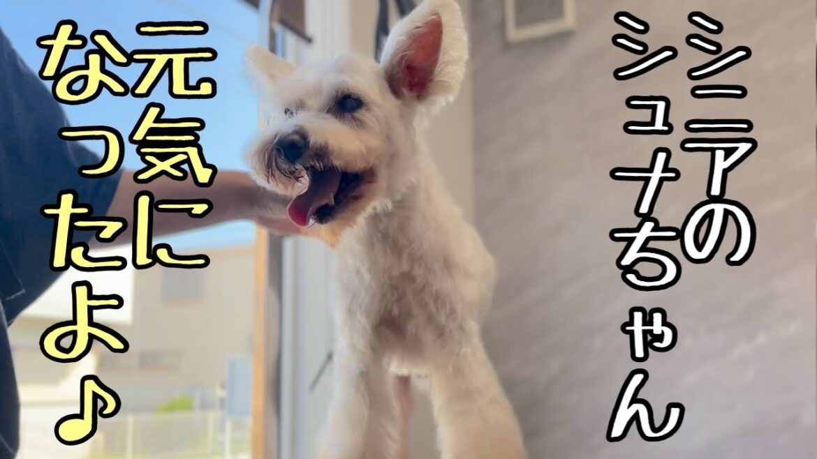 元気になったシニアのミニチュアシュナウザー!(琥太郎くん) 元気になったシニアのミニチュアシュナウザー!(琥太郎くん)