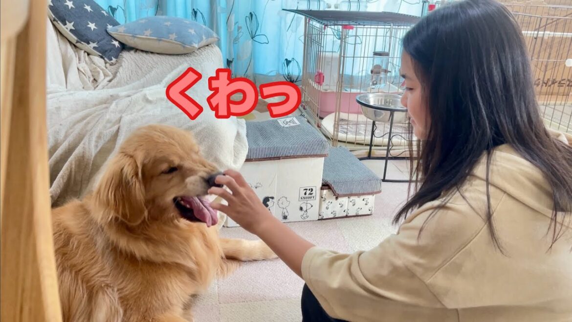 まったりしてたのに、姉が来るといつの間にかバトルモードになる大型犬クッキー【ゴールデンレトリバーとミニチュアダックスフンド】