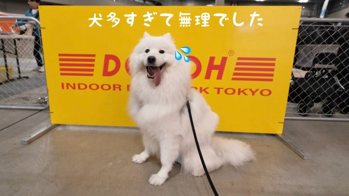 室内ドッグランで大型犬に囲まれた結果、母を盾にして逃げるサモエド　in 東京ビッグサイト
