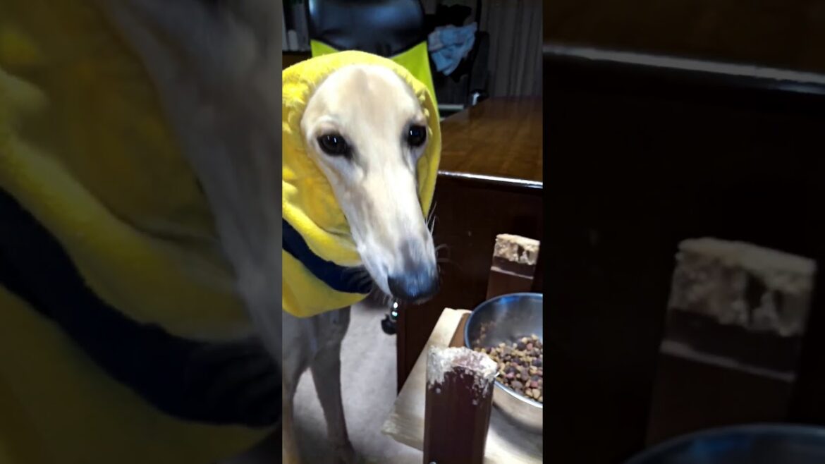 【サルーキ】元気に散歩した後、食事をしながら、買い物に行ったお母さんを待っているルカ