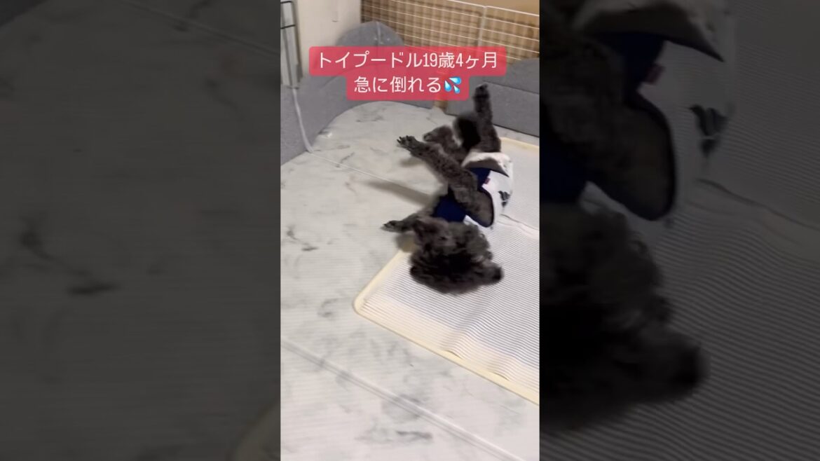 【老犬介護】トイプードル19歳4ヶ月のミッキーフリーズ状態から転倒⁉️これが我が家の日常です #シニア犬 #トイプードル #多頭飼い