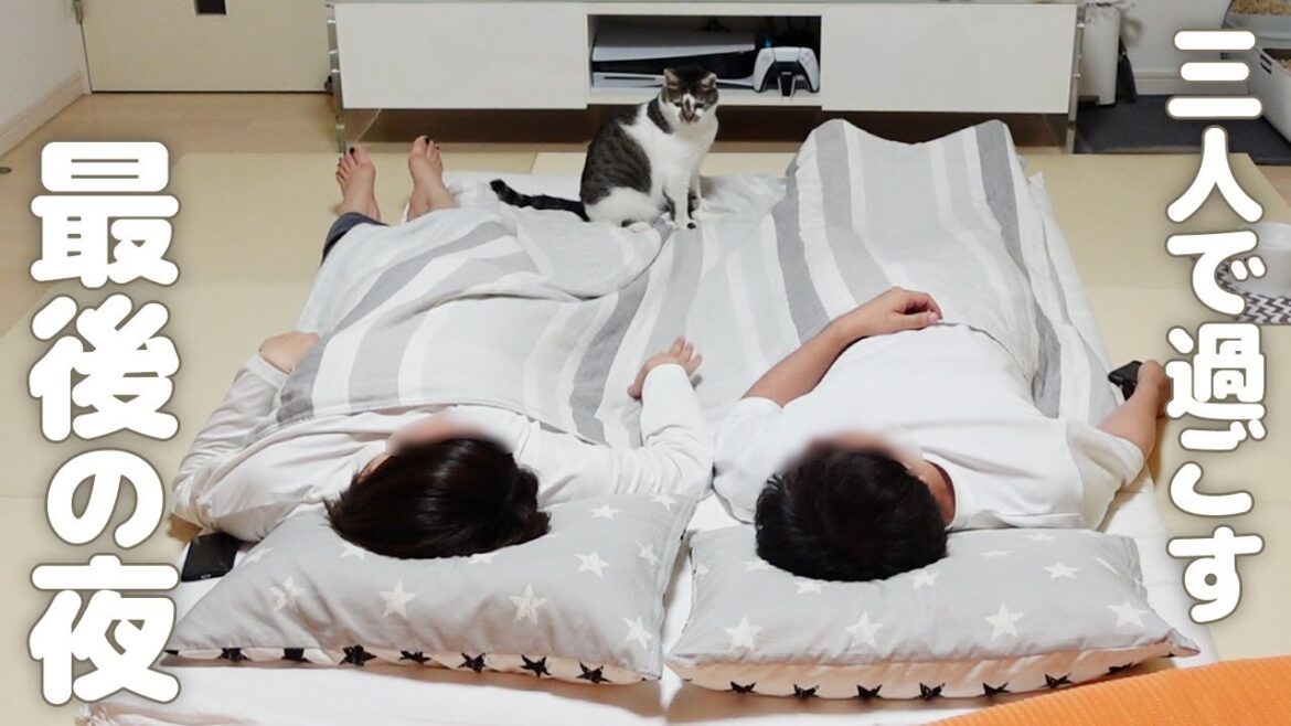 3人で過ごす最後の夜 　～新猫ちゃんを迎えた経緯～