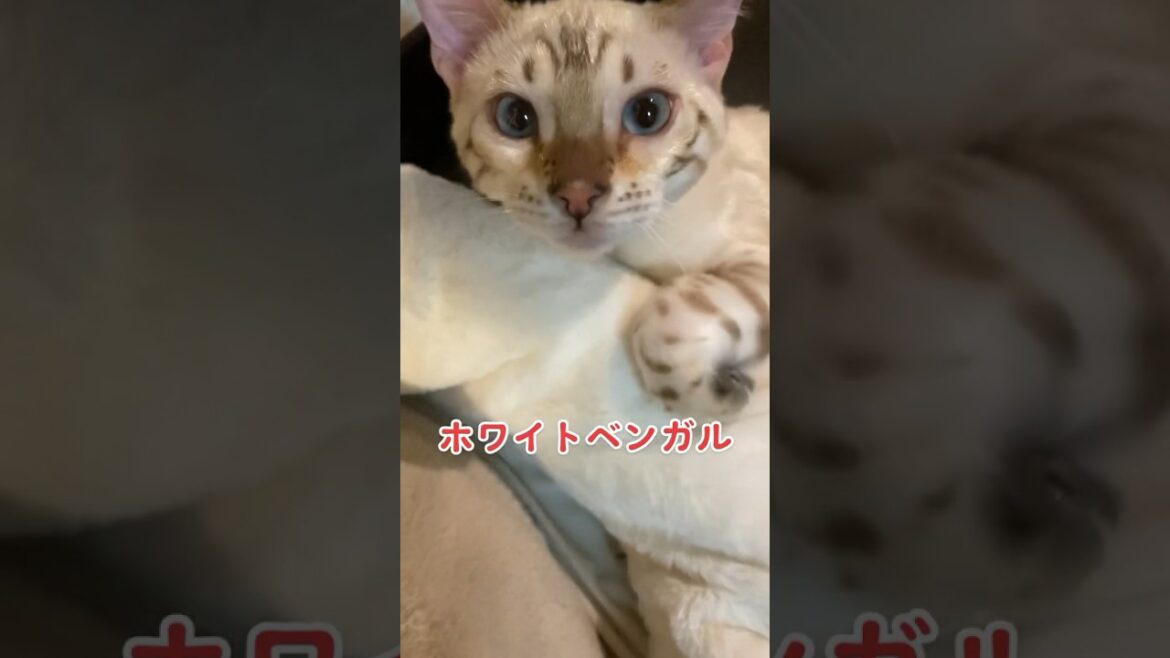 【子猫動画】ホワイトベンガル　生後4ヶ月半！　アイドル 　ベンガル猫　ネコ　ねこ　ゴロゴロ　#cat #bengalcat #ベンガル #ベンガル猫 #bengal #子猫 #ベンガル子猫 #猫