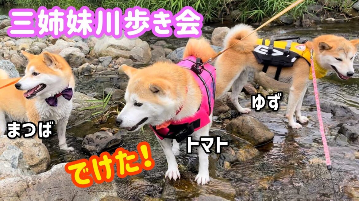 怖がり柴犬三姉妹が急成長！川歩きが楽しくて仕方ない様子です笑
