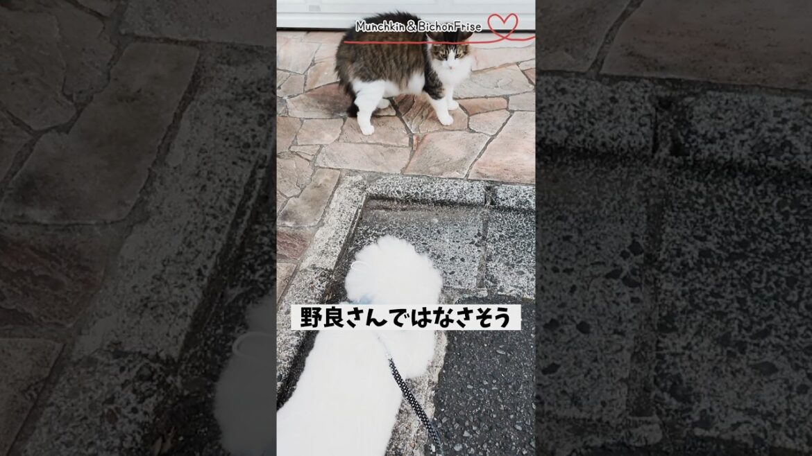 【ビションフリーゼ】お散歩で出会った猫さんにもやっぱり怒られちゃうもふ犬 【犬と猫、両方飼ってると毎日かわいい♥】