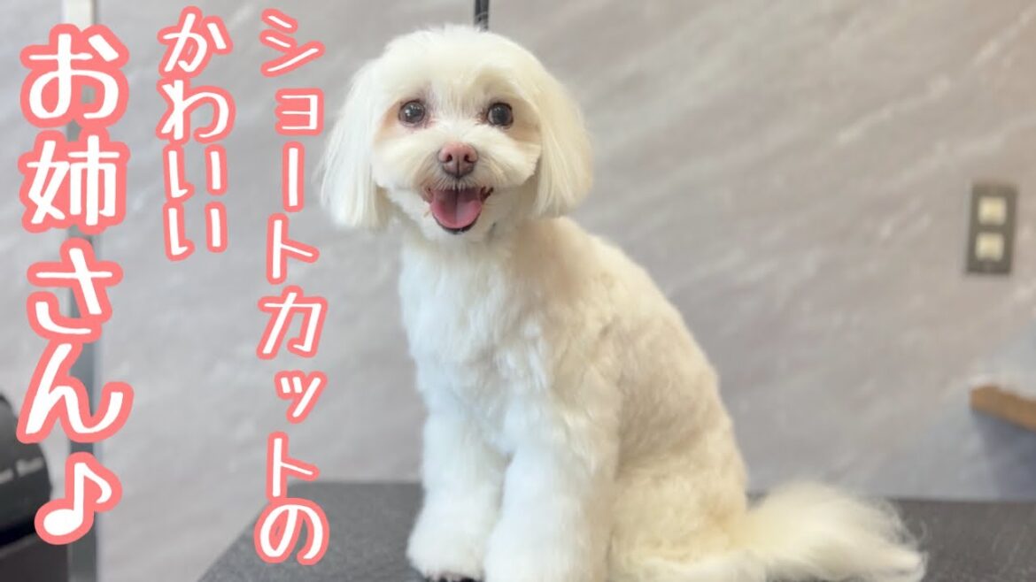 ショートカットが似合うマルチーズの女の子♪（みるきーちゃん）