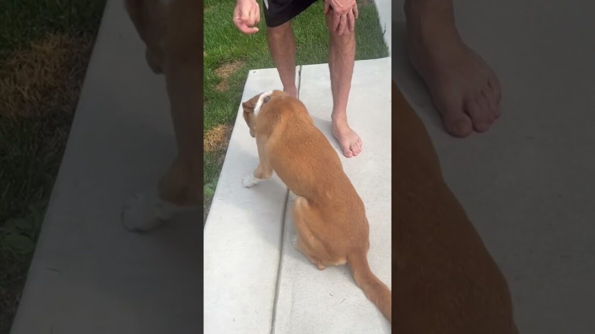 Meet Emma! 🐕 A senior Basenji/Pitbull mix from Pennsylvania who is looking for her forever home! 🐾