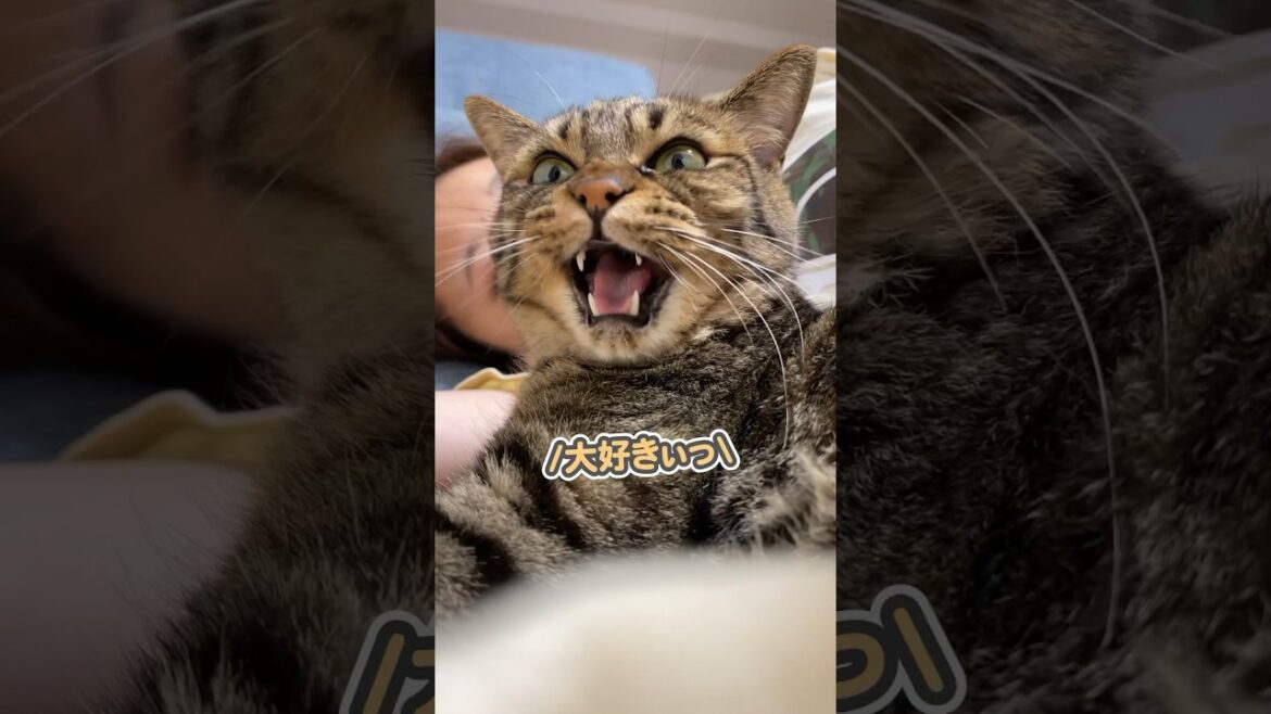 「大好きぃっ」と、ママの横で愛を叫ぶ猫 「大好きぃっ」と、ママの横で愛を叫ぶ猫
