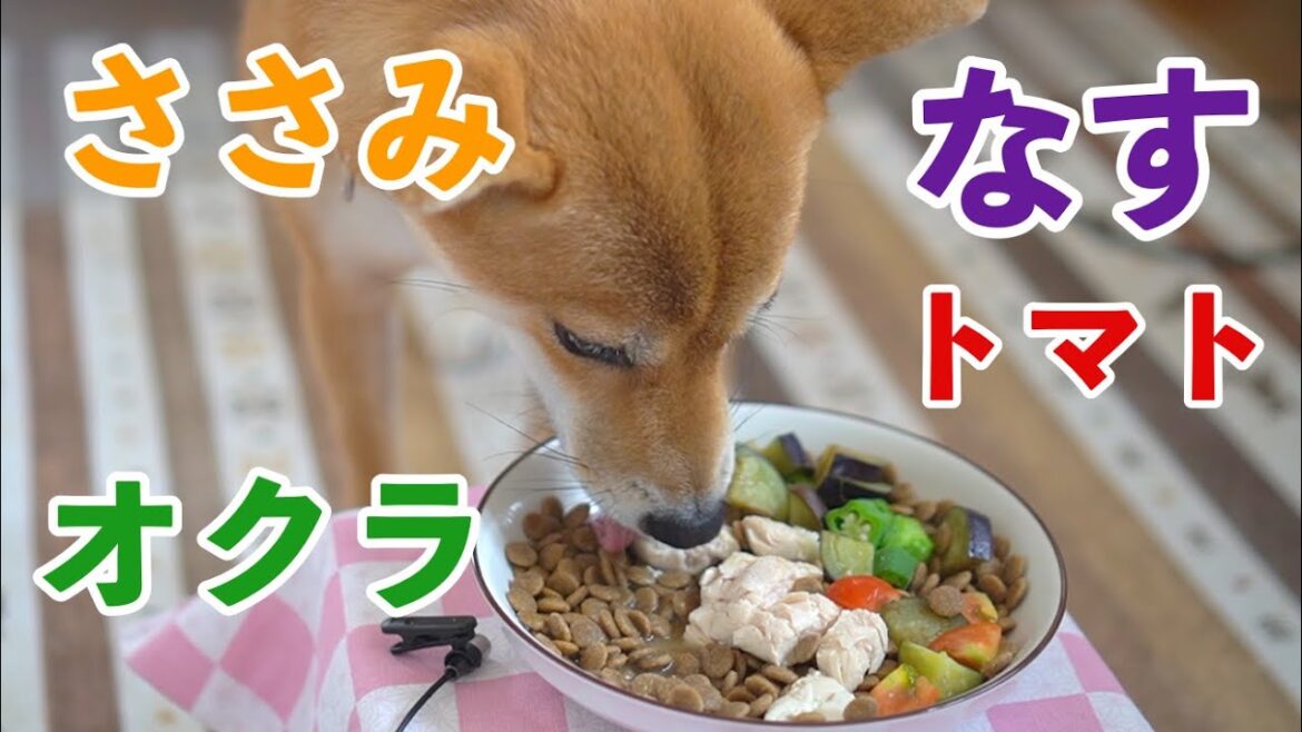【柴犬小夏】ちょっと多めになったけど食べ切れるかな？ASMR