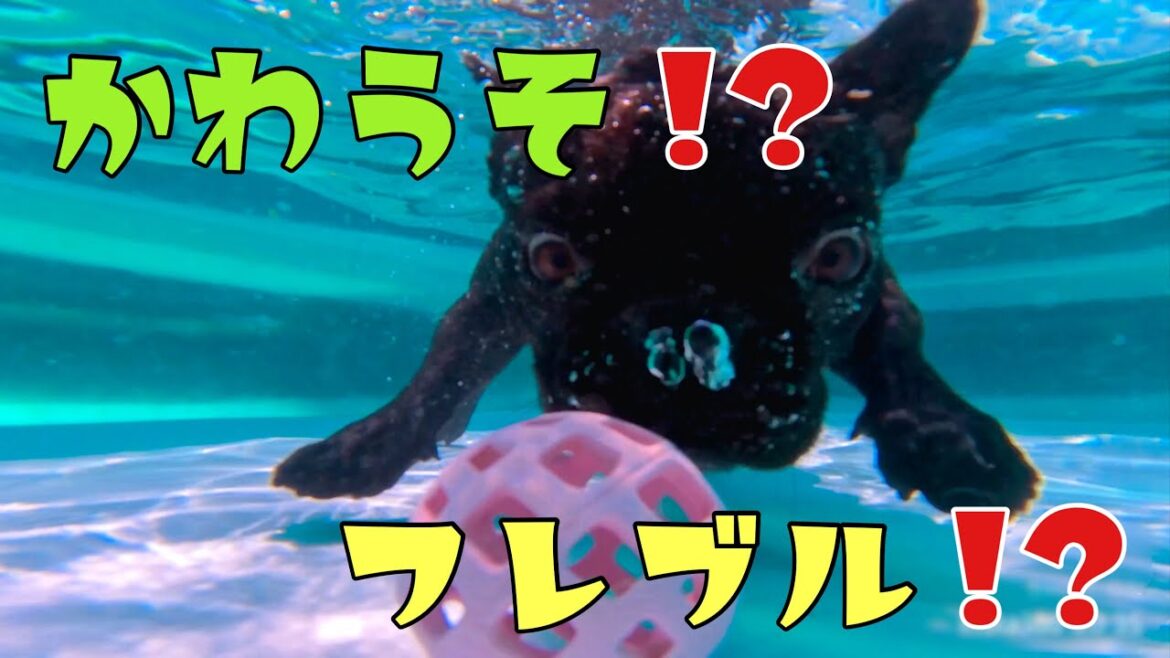 フレンチブルドック6頭のプール遊び！カワウソになっちゃったコはだれだ⁈