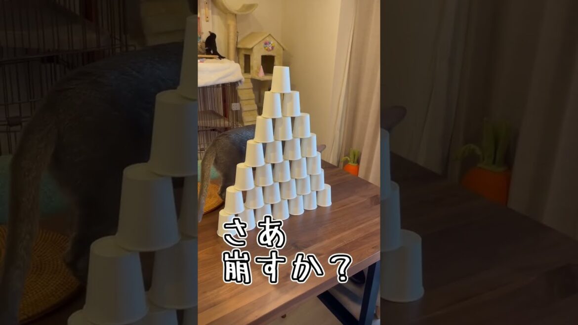 さりげなく破壊するうちの猫さん #shorts #猫 #アビシニアン