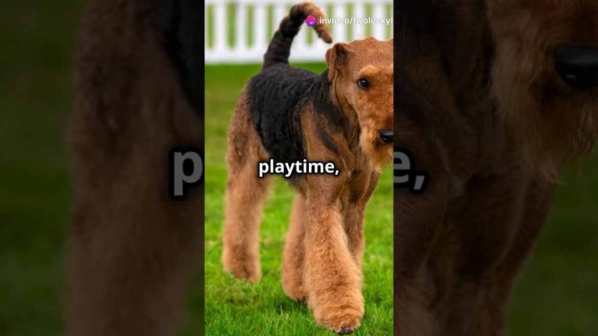 Airedale Terrier: What You Need to Know! #dog #pets