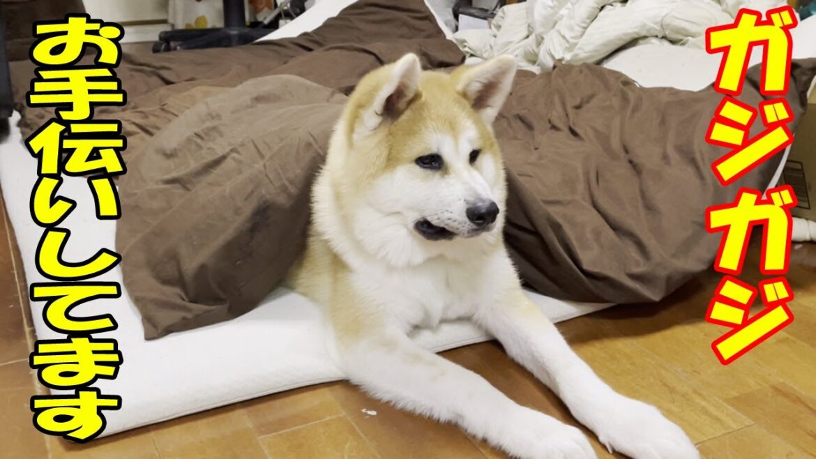 秋田犬そら君今日のお手伝いは？