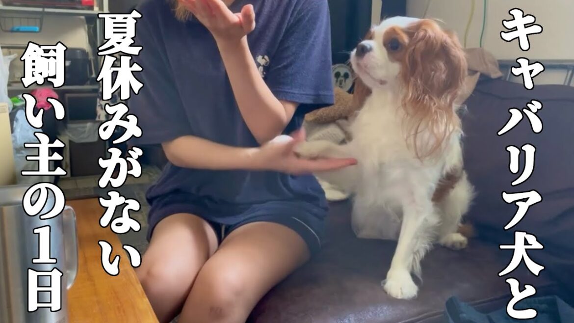 キャバリア犬と夏休みがない飼い主の８月のとある１日【ルーティン動画】