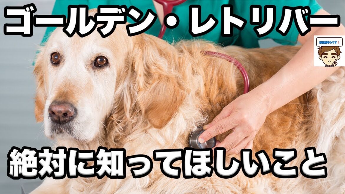 【獣医から】ゴールデン・レトリーバーさんを飼う人に絶対に知ってほしいこと　〜出身、歴史、性格、寿命、医療費、なりやすい病気、早期発見法、予防法〜