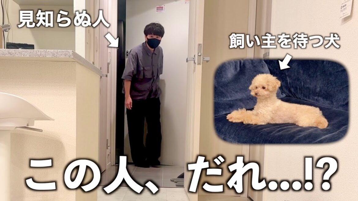 見知らぬ人が帰宅…！？人懐っこいトイプードルの反応が衝撃的すぎた