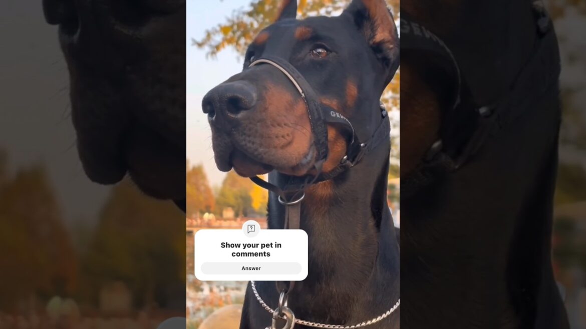 The Beauty and Brains of Doberman Pinschers