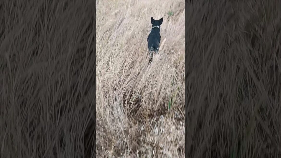 ⚡Рубик⚡ разведал обстановку ягдтерьер jagdterrier