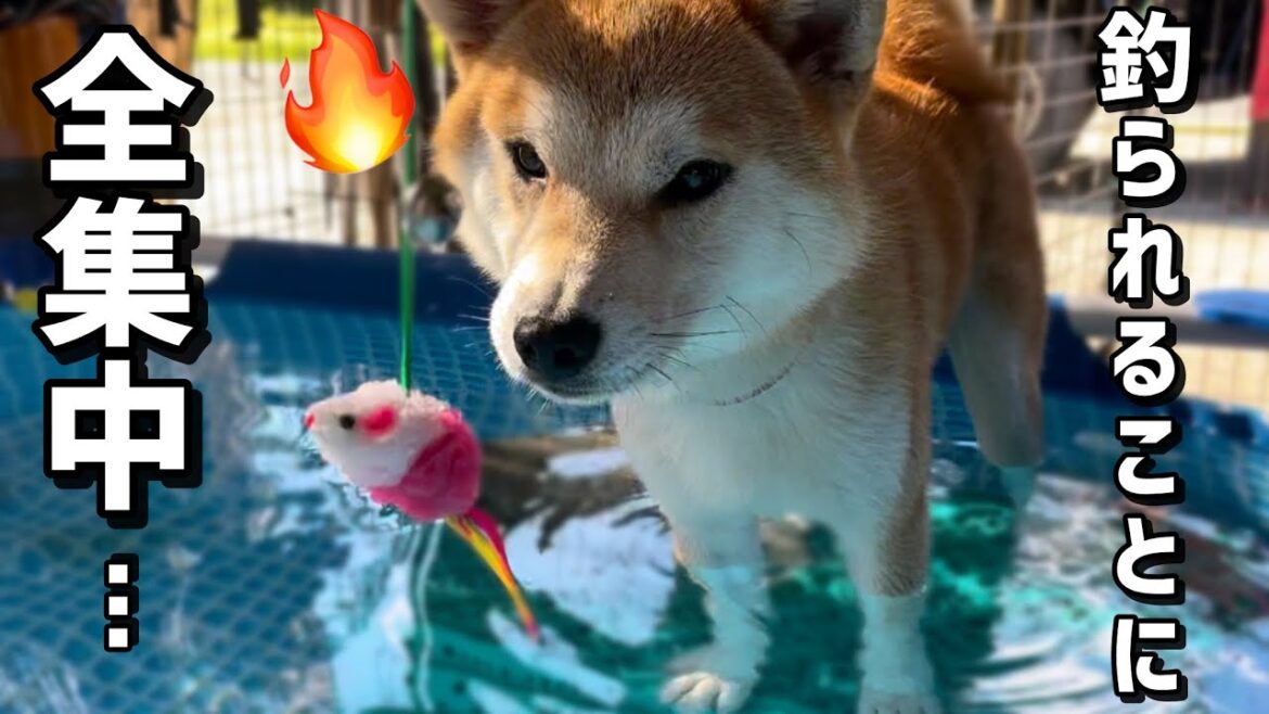 釣られる遊びにドハマりした巨体柴犬はこちらです 釣られる遊びにドハマりした巨体柴犬はこちらです