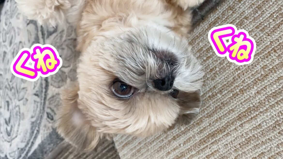 くねくねタイム!マッサージが大好きな犬 チワワ×シーズー くねくねタイム!マッサージが大好きな犬 チワワ×シーズー