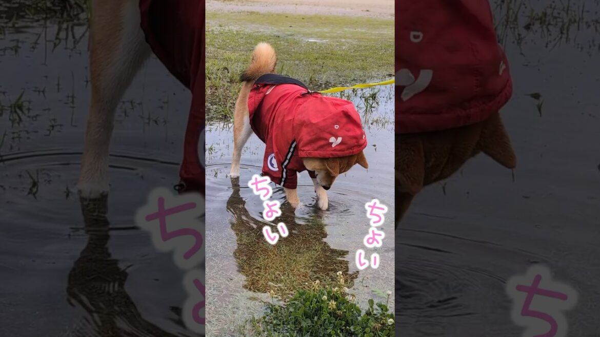 水たまり遊びに熱中する柴犬てぃーだ #柴犬てぃーだ #柴犬 #shiba
