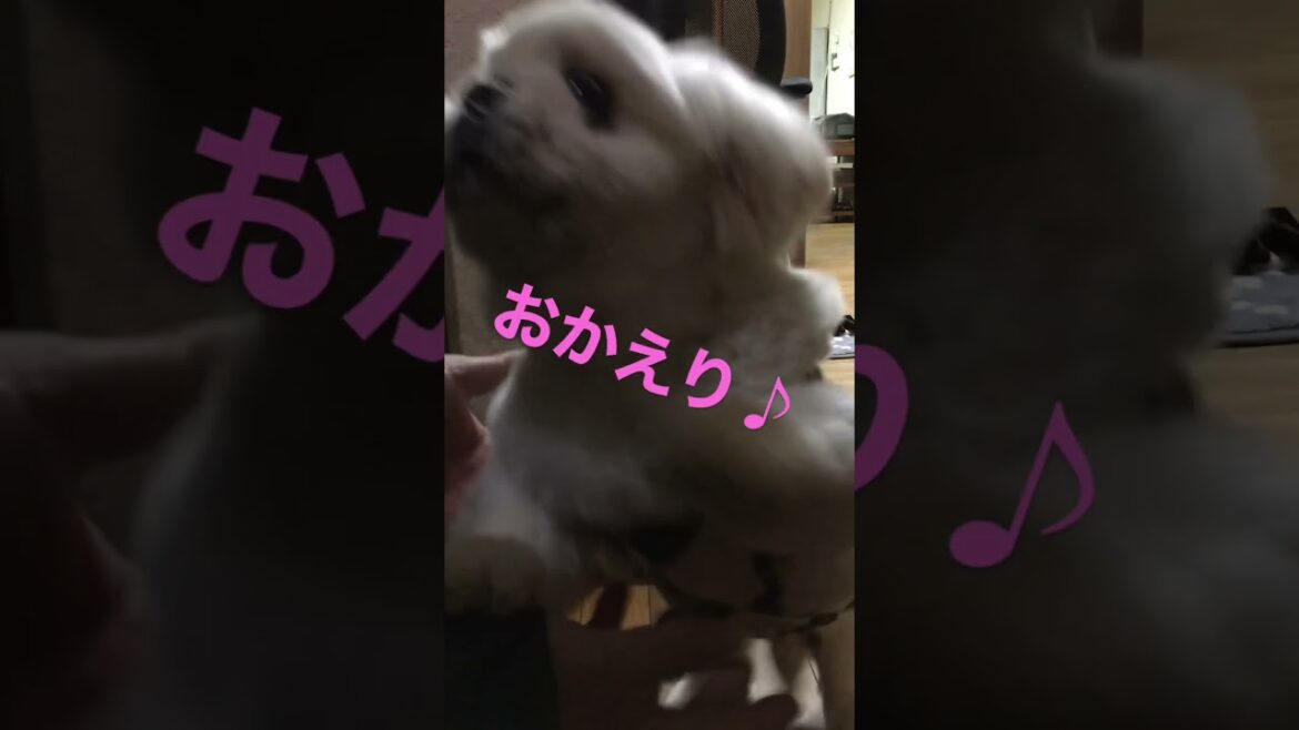 おかえり♪ #pekingese  #ペキニーズ おかえり♪ #pekingese  #ペキニーズ