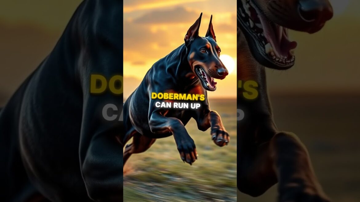 Doberman Pinscher vs. Presa Canario: Who’s the Fiercest Protector? #shorts #doberman #presacanario Doberman Pinscher vs. Presa Canario: Who's the Fiercest Protector? #shorts #doberman #presacanario