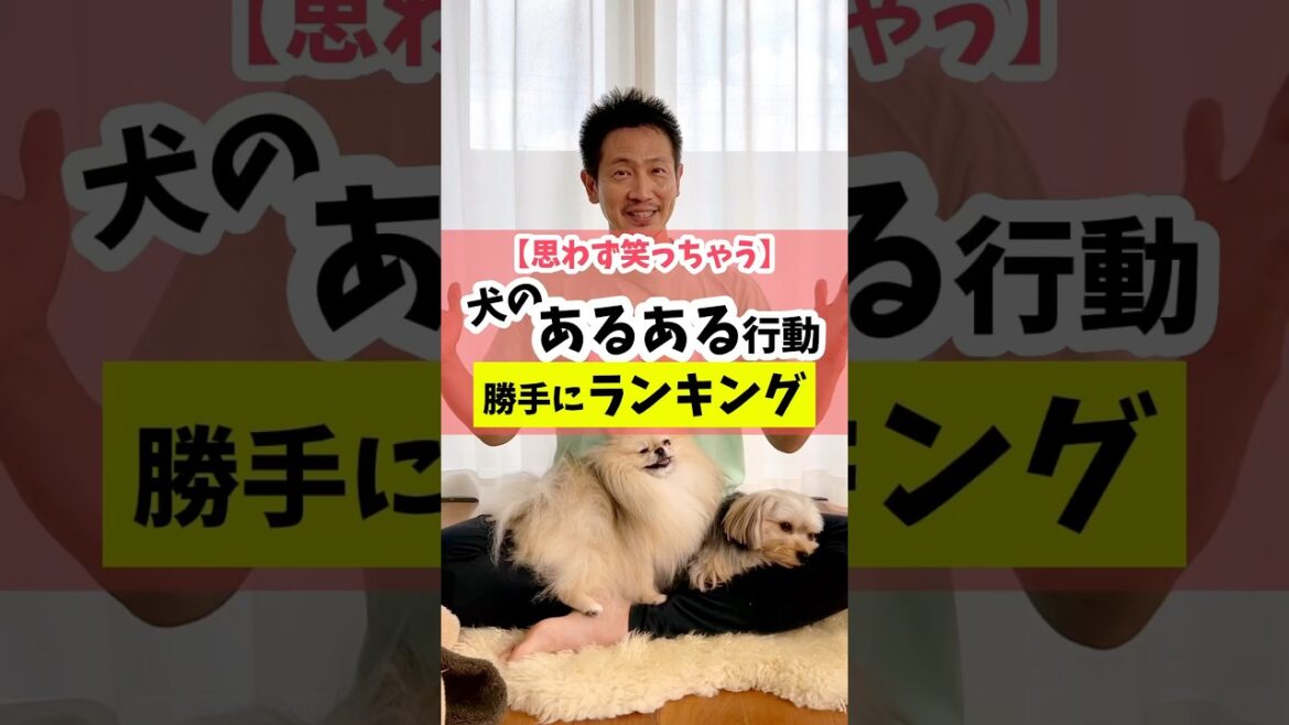 【思わず笑っちゃう】犬のあるある行動ランキング#dog #犬のしつけ #犬のいる暮らし