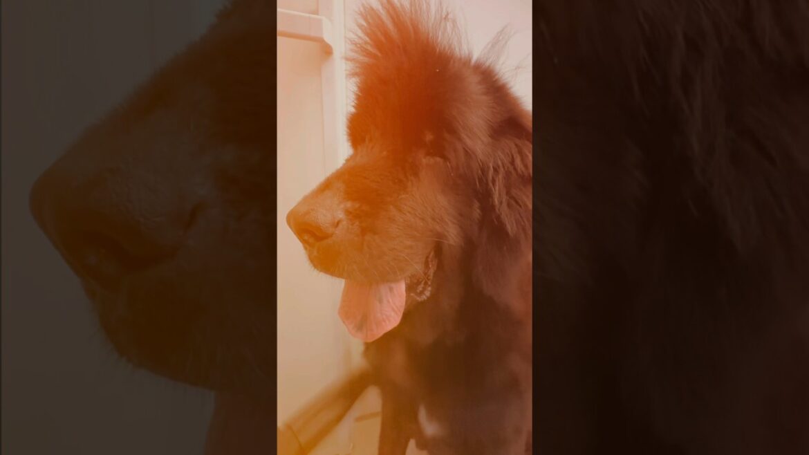 ニューファンドランド ボス君 シャンプー トリミング 超大型犬 7歳 グレートデン レイク君 2歳 クィーンちゃん 大型犬 保護猫 多頭飼育 渡辺ボス 可愛い 優しい 大きい 愛犬 大好き