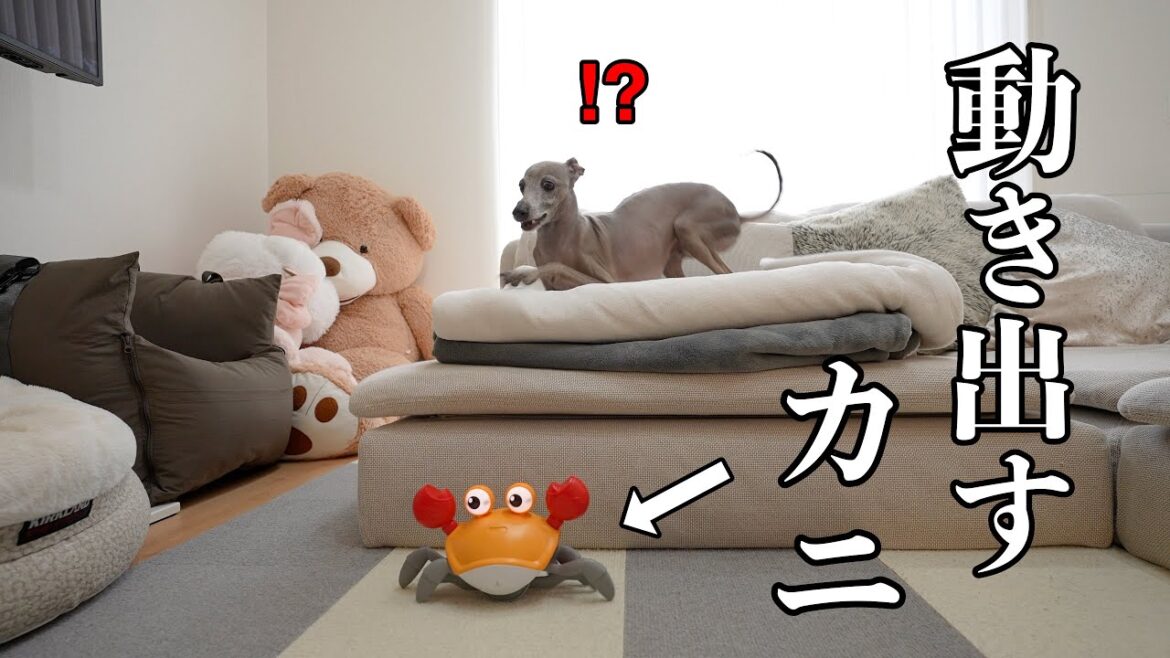 カニが動くと分かった瞬間に嫌いになっちゃった愛犬www