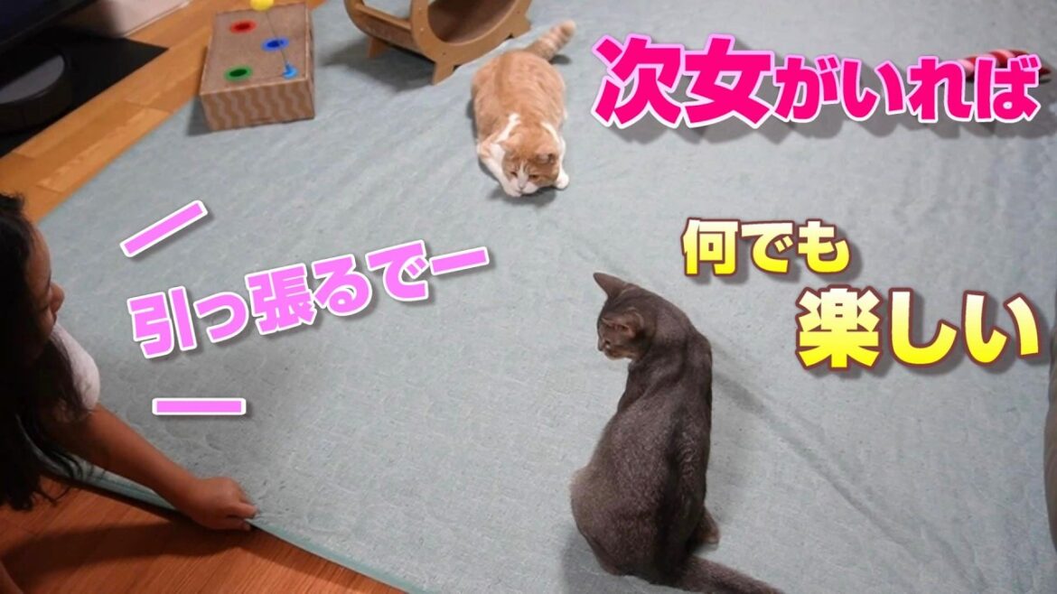 一緒に居たら何でも楽しめる猫と次女【スコティッシュフォールド】【アビシニアン】