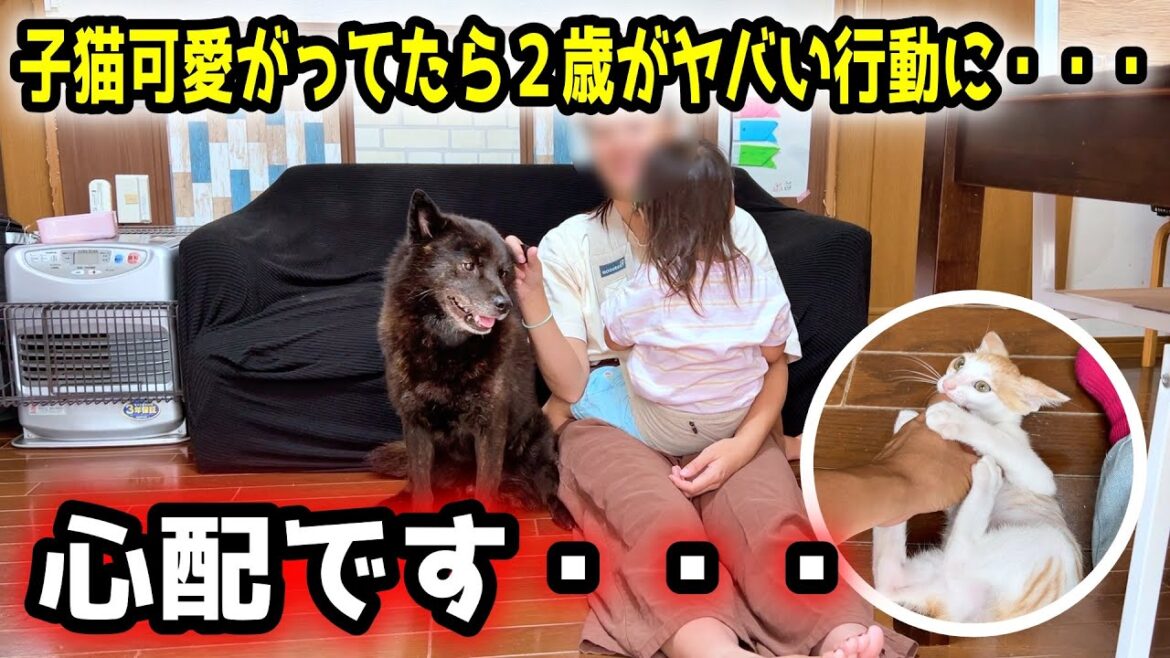 子猫を可愛がってたら２歳がまさかの行動に・・・【甲斐犬一休】