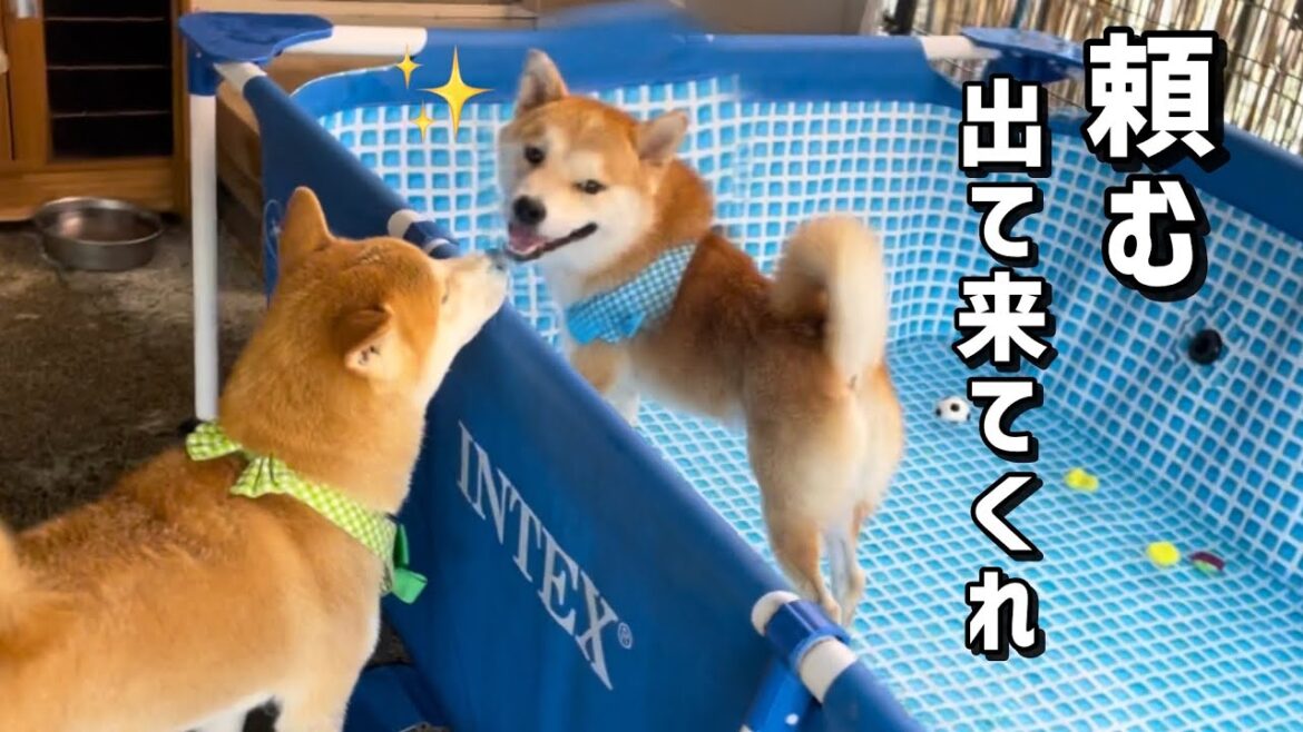 真逆を行く柴犬末っ子がふざけ過ぎておもしろい(笑)