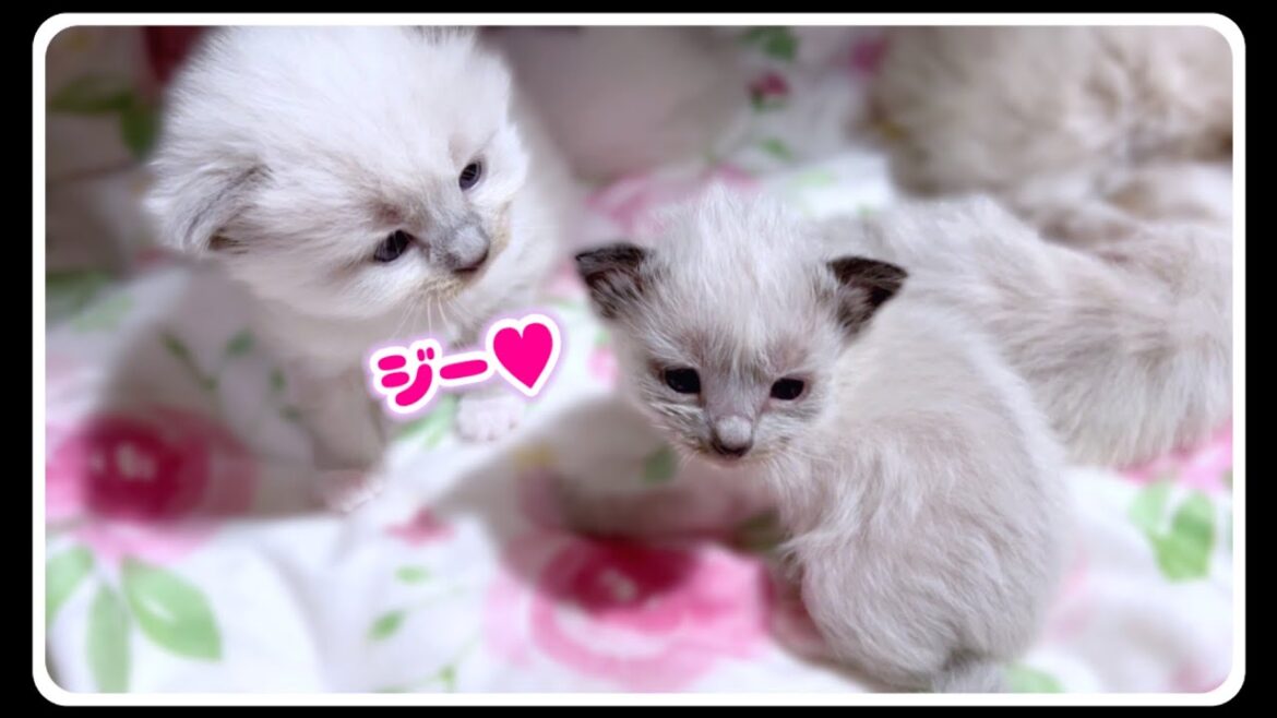 【生後24・25日目】小ちゃな未熟児子猫の弟がかわいくて溺愛するお姉ちゃん子猫がこちらですww  #猫 #子猫 #ラグドール 【生後24・25日目】小ちゃな未熟児子猫の弟がかわいくて溺愛するお姉ちゃん子猫がこちらですww  #猫 #子猫 #ラグドール
