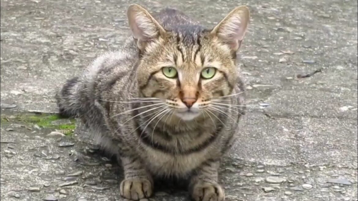 [野良猫]キジトラ猫とにらめっこしたら可愛すぎた！[straycat]It's cute when you stare at a cat!