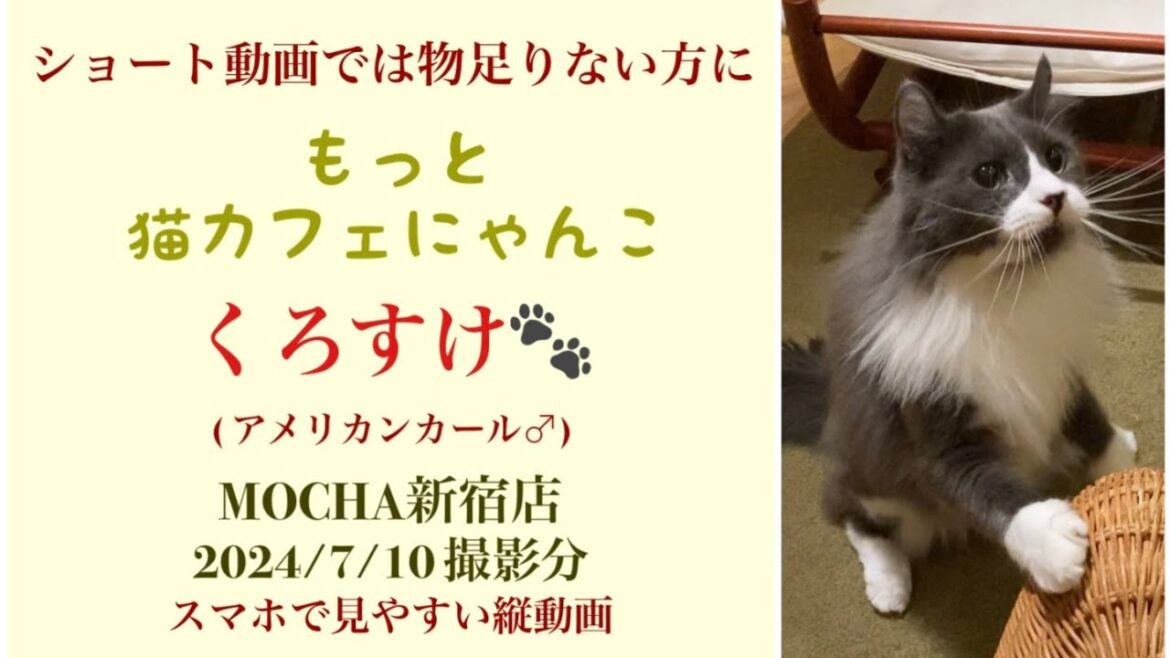 【完全版】 🐱くろすけ🐱 猫カフェMOCHA新宿店 (アメリカンカール♂) 2024/7/10 撮影分  #日替わり猫カフェにゃんこ 【完全版】 🐱くろすけ🐱 猫カフェMOCHA新宿店 (アメリカンカール♂) 2024/7/10 撮影分  #日替わり猫カフェにゃんこ