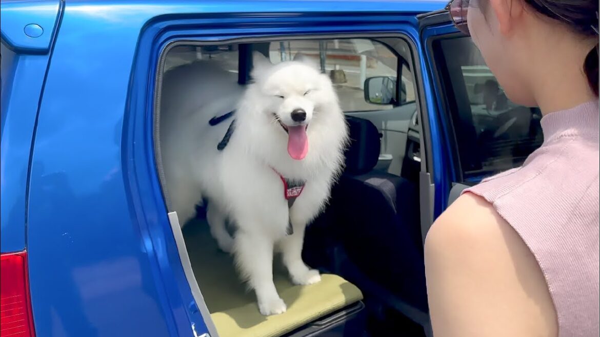 おでかけと分かるとウキウキで車に乗り込み満面の笑みを見せてくれる犬がかわいすぎました！