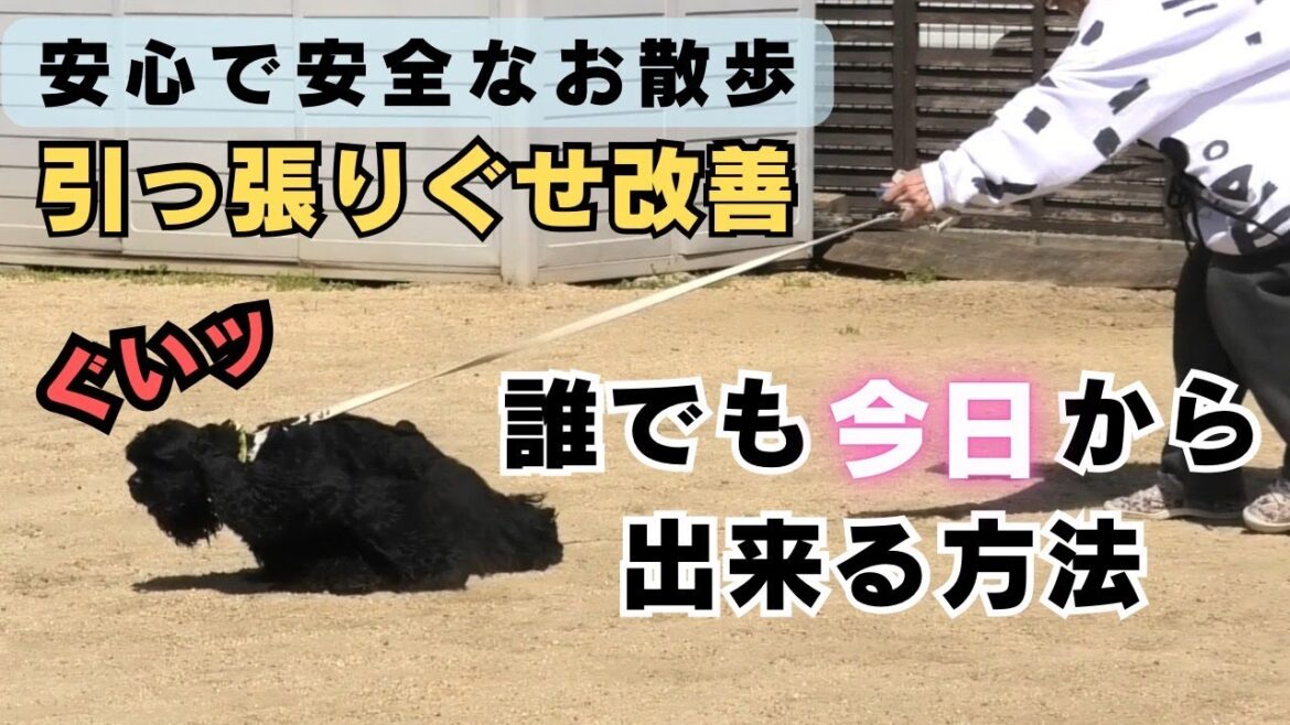 【プロが伝授】引っ張りぐせを作らない!安全・安心したお散歩へ!安全な場所の作り方 #しつけ #愛犬 #ドッグトレーニング #犬 #dogtraining #アメリカンコッカ― 【プロが伝授】引っ張りぐせを作らない!安全・安心したお散歩へ!安全な場所の作り方 #しつけ #愛犬 #ドッグトレーニング #犬 #dogtraining #アメリカンコッカ―