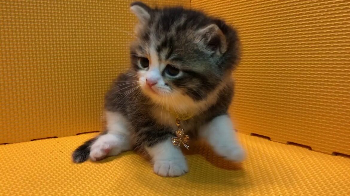 アメリカンカール子猫