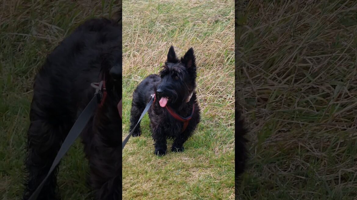 These Terriers are on Easy Street nowadays 😍  -  #shortsfeed