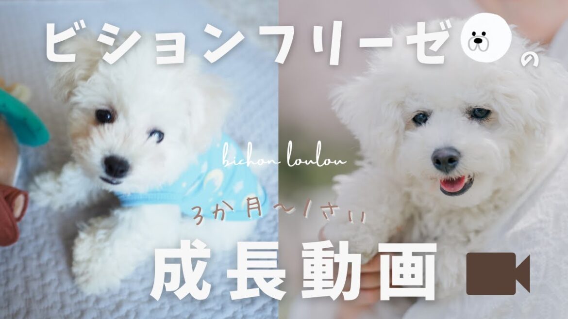 【成長🐾】今日で１歳！！パピー期を振り返る💛│1 year old today!! Looking back 💛 on the puppy period