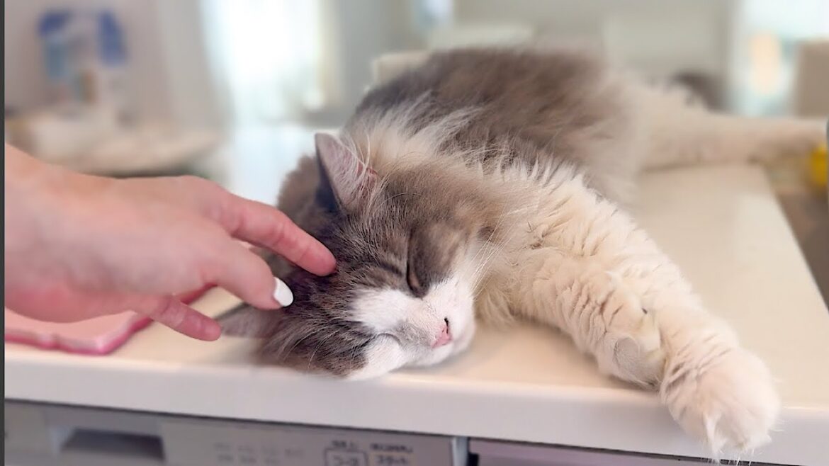 出勤前のモーニングルーティン！甘えん坊のノルウェージャンフォレストキャットと一緒に 🐾