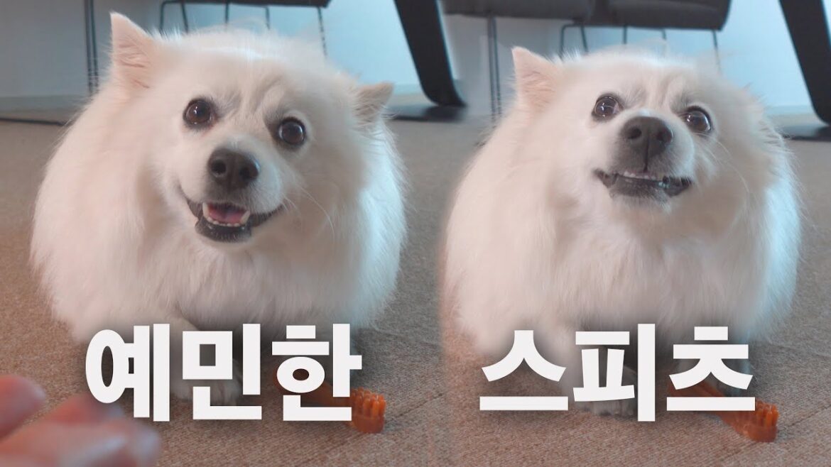 ENG | 원래 스피츠는 이런가요?