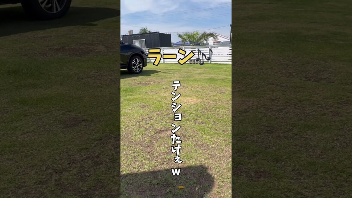 はしゃぎすぎて電池が切れるまでの愛犬の様子をご覧ください🐶＃シーズー＃マルシーズー#マルチーズ#犬#いぬ#わんこ#ミックス#MIX