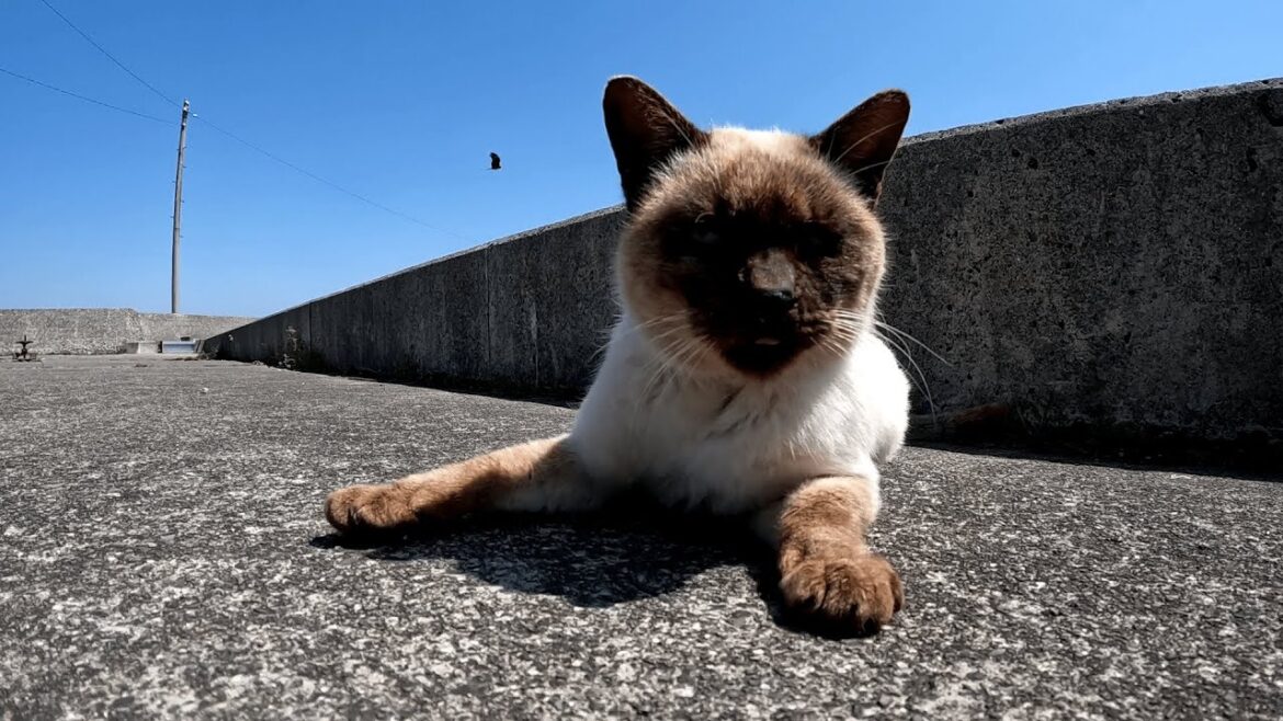 佐柳島　港で気持ち良さそうにくつろいでいたシャム猫が親切にもお友達のハチワレ猫を紹介してくれた
