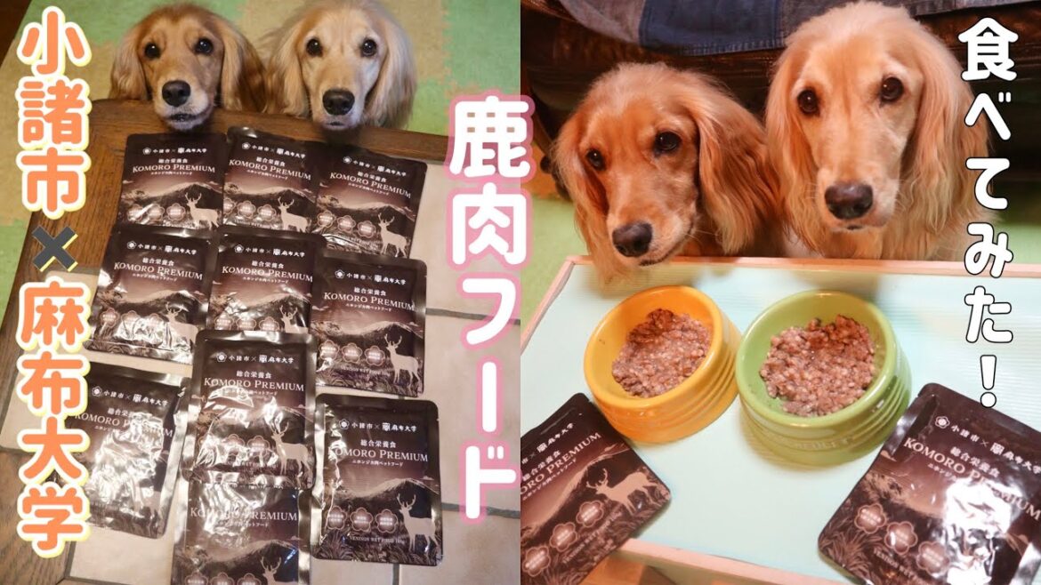 鹿肉のドッグフード食いつき凄い！【ASMR 咀嚼音】小諸市×麻布大学の犬ごはん