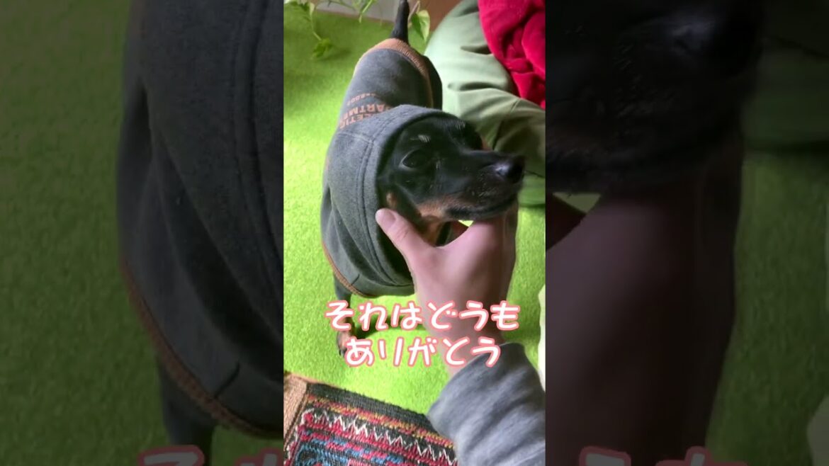 日常 さわってもいいよ ミニチュアピンシャー