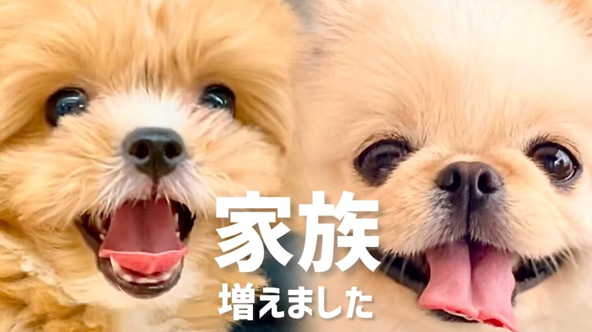 チャロ家の新しい家族を紹介します。 #パピー #お迎え初日 #多頭飼い #ペキプー