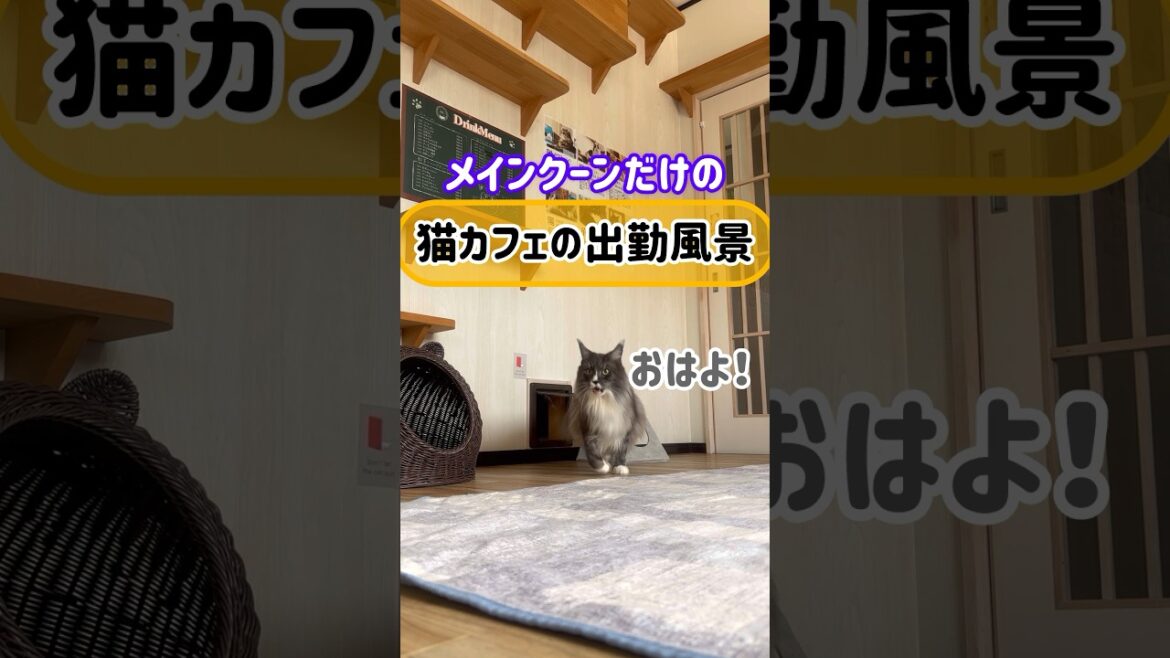 メインクーンだけの【猫カフェの出勤風景】#cat #cooncat #もふ
