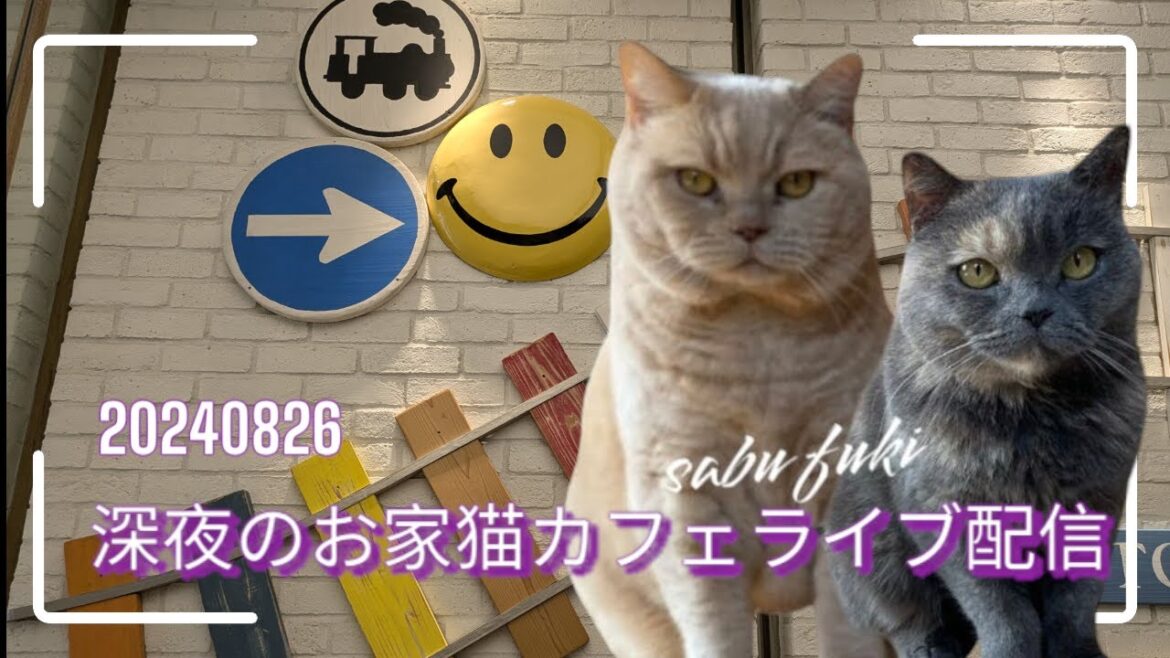 深夜のお家猫カフェライブ配信　１５９